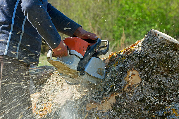 Best Tree Removal  in East Sonora, CA