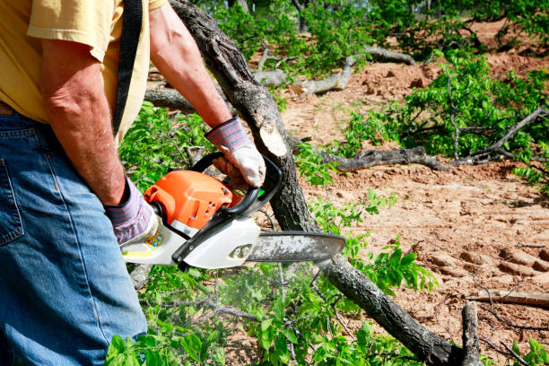 Best Utility Line Clearance  in East Sonora, CA