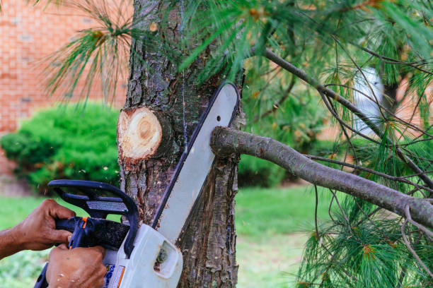Best Hedge Trimming  in East Sonora, CA